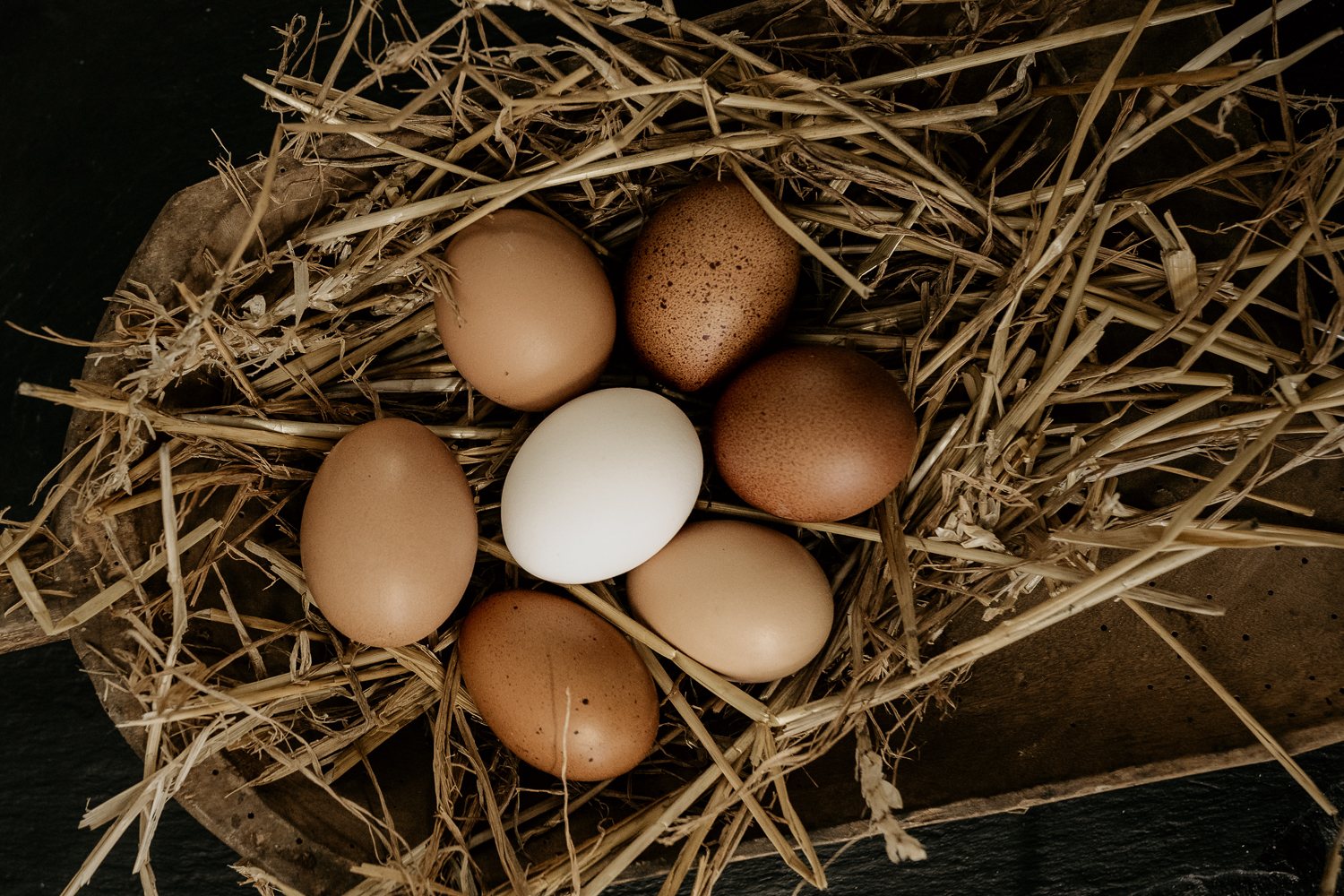 Frische Eier im Nest — Zutat unserer Nudeln